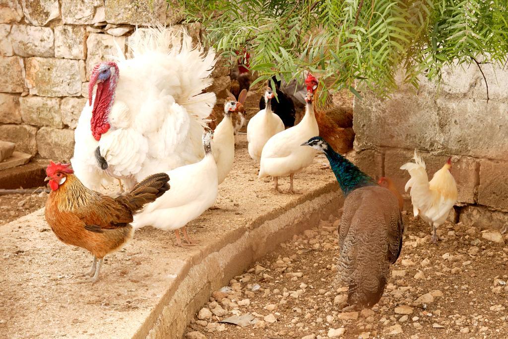מונופולי Masseria Curatori מראה חיצוני תמונה