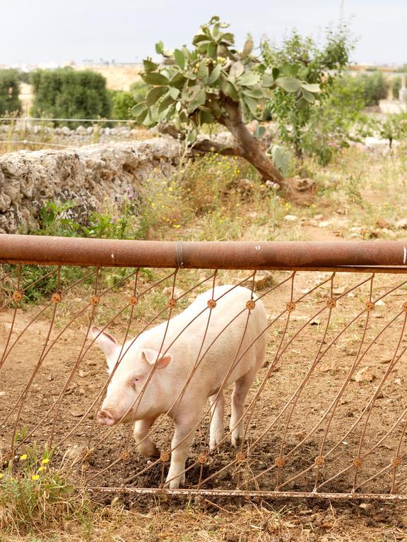 מונופולי Masseria Curatori מראה חיצוני תמונה